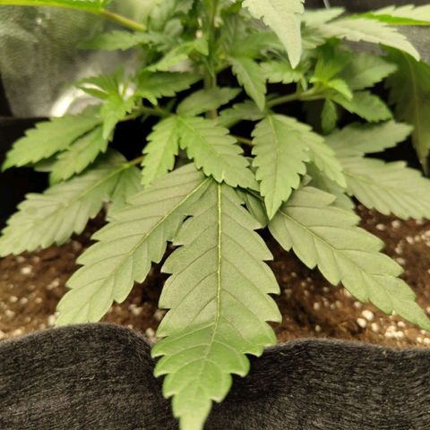 Amnesia growlog timeline photo