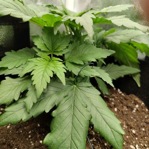 Euphoria growlog timeline photo