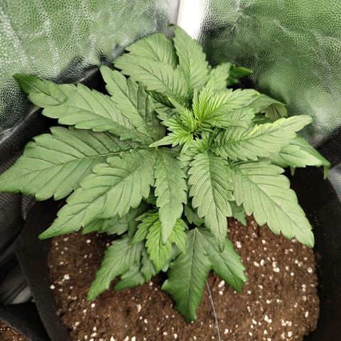 Euphoria growlog timeline photo