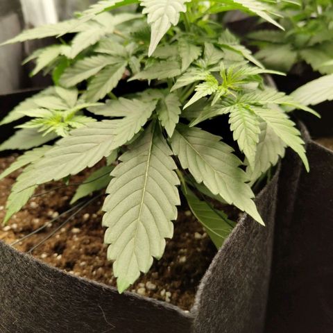 Amnesia Haze Auto growlog timeline photo