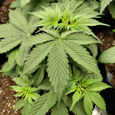 Amnesia Haze Auto growlog timeline photo