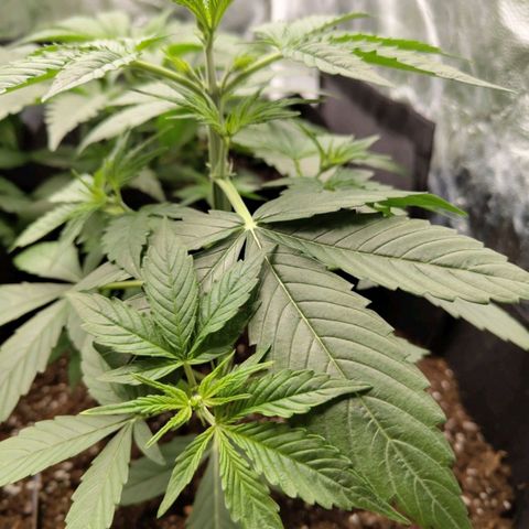 Auto Super OG Kush growlog timeline photo