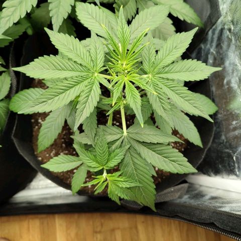 Auto Super OG Kush growlog timeline photo