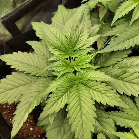 Euphoria growlog timeline photo