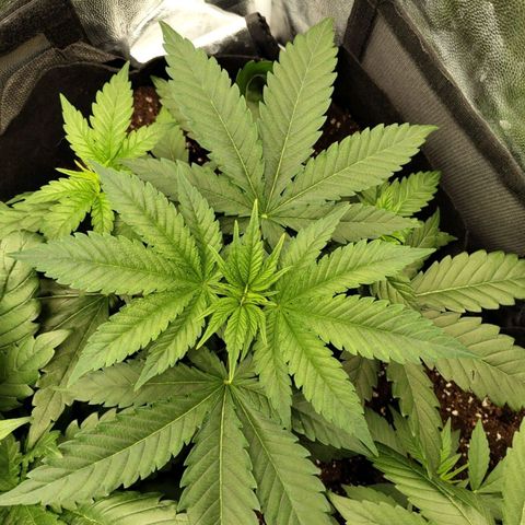 Amnesia growlog timeline photo