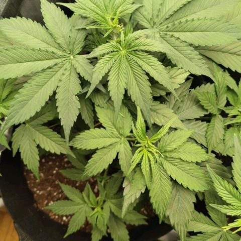 Amnesia Haze Auto growlog timeline photo