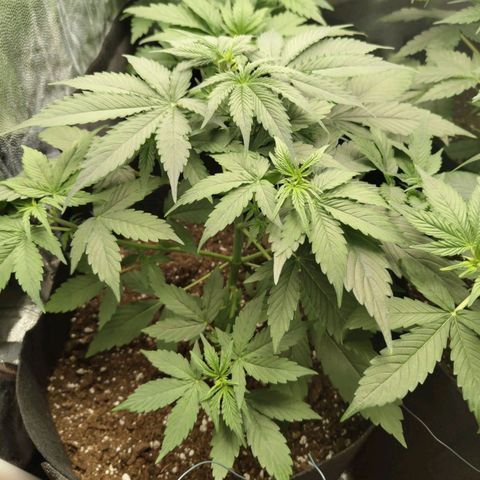 Amnesia Haze Auto growlog timeline photo