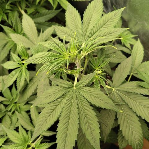 Auto Super OG Kush growlog timeline photo