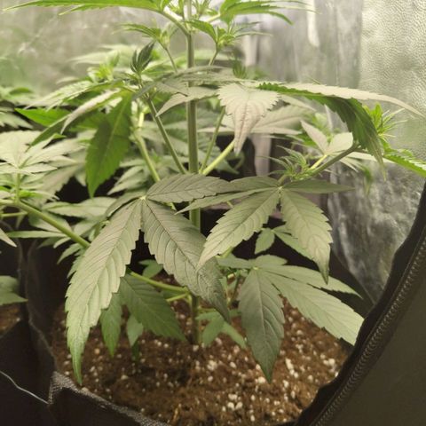 Auto Super OG Kush growlog timeline photo