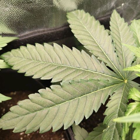 Amnesia growlog timeline photo
