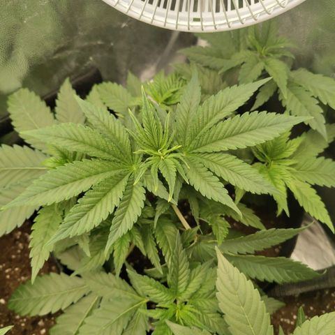 Amnesia growlog timeline photo