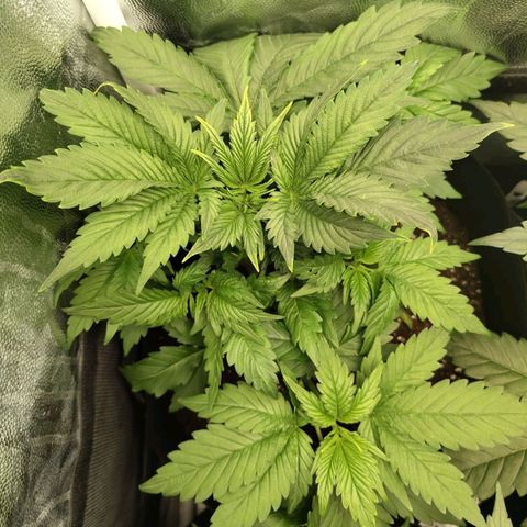 Euphoria growlog timeline photo