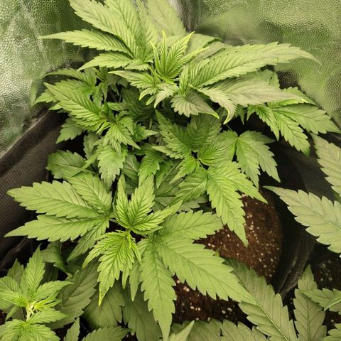 Euphoria growlog timeline photo