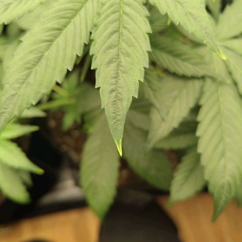 Auto Super OG Kush growlog timeline photo
