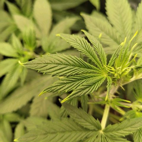 Auto Super OG Kush growlog timeline photo