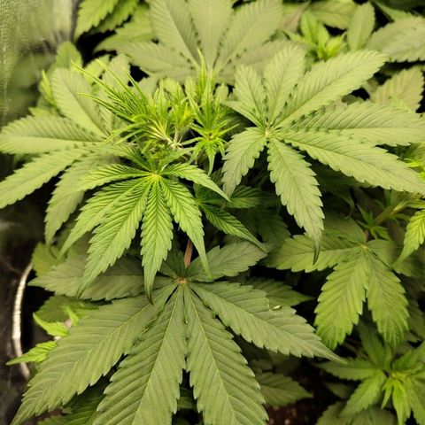 Amnesia Haze Auto growlog timeline photo