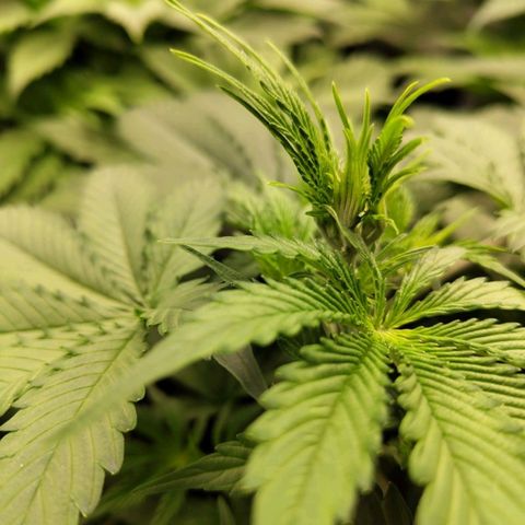 Amnesia Haze Auto growlog timeline photo