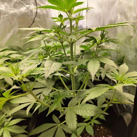 Auto Super OG Kush growlog timeline photo