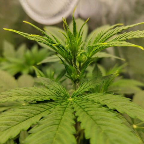 Auto Super OG Kush growlog timeline photo