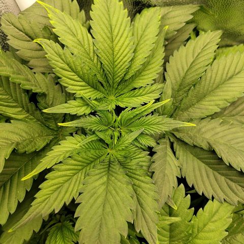 Amnesia growlog timeline photo