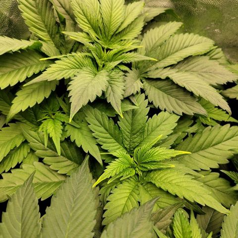 Amnesia growlog timeline photo