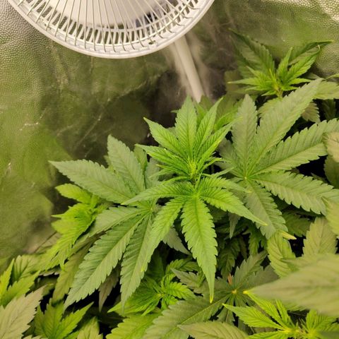 Euphoria growlog timeline photo