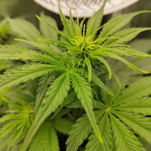 Amnesia Haze Auto growlog timeline photo