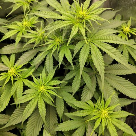 Amnesia Haze Auto growlog timeline photo