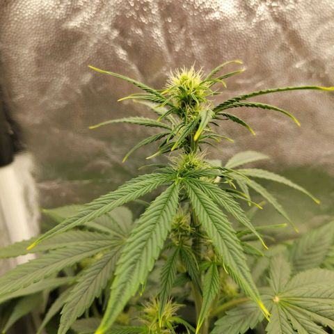 Auto Super OG Kush growlog timeline photo