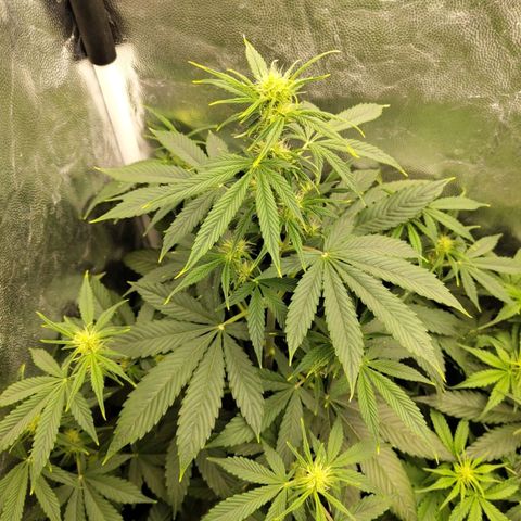 Auto Super OG Kush growlog timeline photo