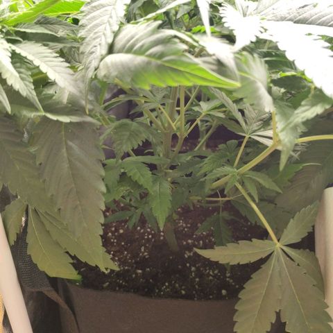 Amnesia growlog timeline photo