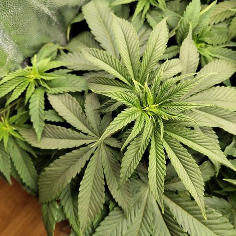 Amnesia growlog timeline photo