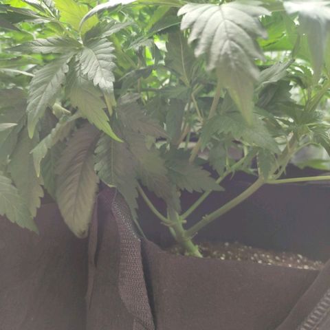 Euphoria growlog timeline photo