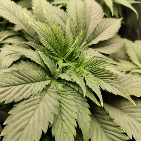 Euphoria growlog timeline photo