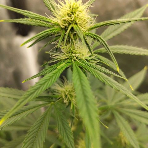 Auto Super OG Kush growlog timeline photo