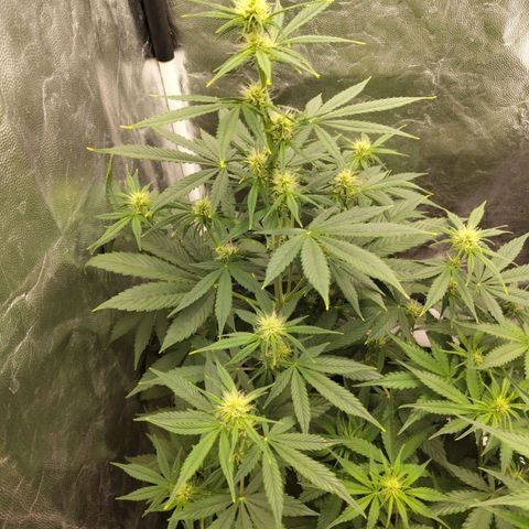 Auto Super OG Kush growlog timeline photo