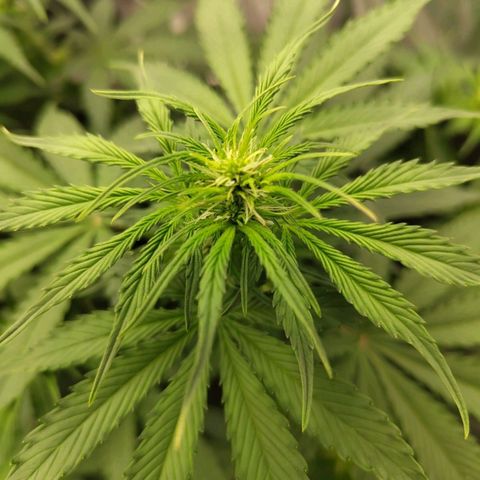 Amnesia Haze Auto growlog timeline photo