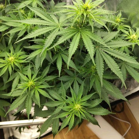 Amnesia Haze Auto growlog timeline photo