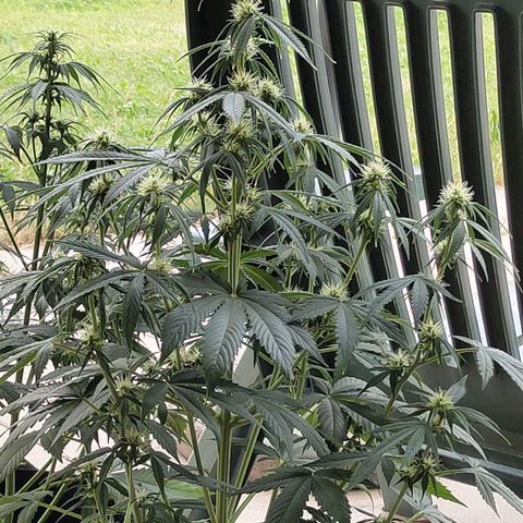 Auto Super OG Kush growlog timeline photo