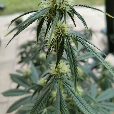 Auto Super OG Kush growlog timeline photo