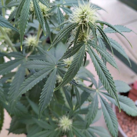 Auto Super OG Kush growlog timeline photo