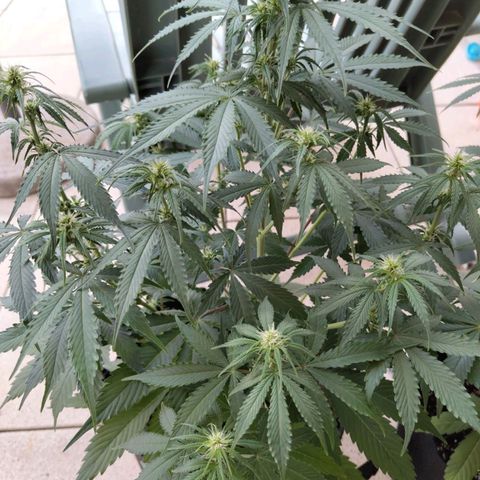 Amnesia Haze Auto growlog timeline photo