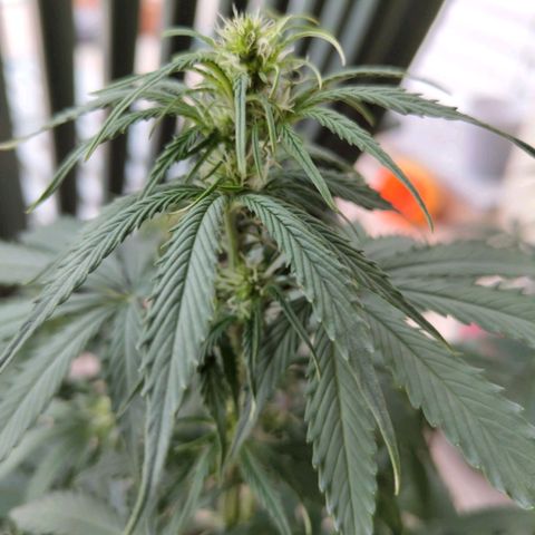Amnesia Haze Auto growlog timeline photo