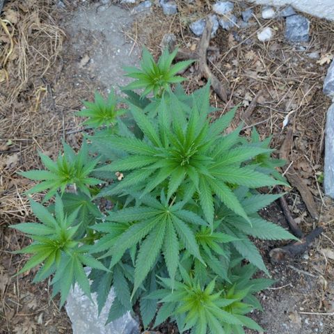 Amnesia growlog timeline photo