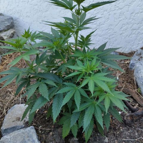Amnesia growlog timeline photo