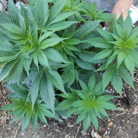 Euphoria growlog timeline photo