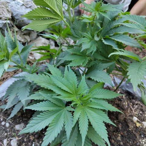 Euphoria growlog timeline photo
