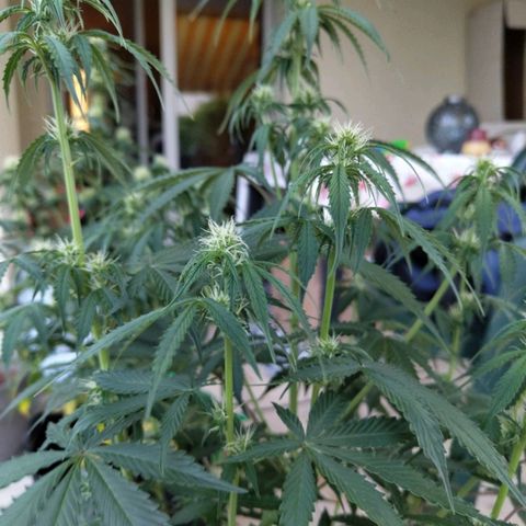 Amnesia Haze Auto growlog timeline photo