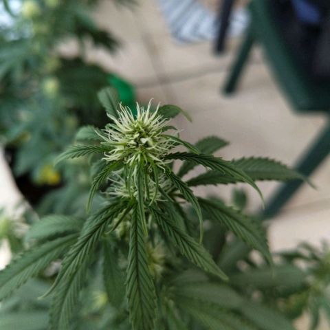 Amnesia Haze Auto growlog timeline photo