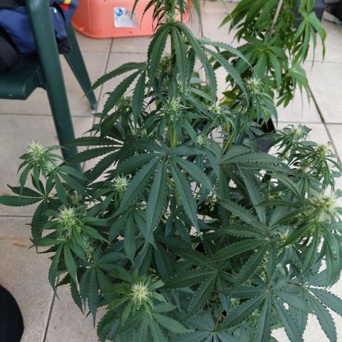 Amnesia Haze Auto growlog timeline photo